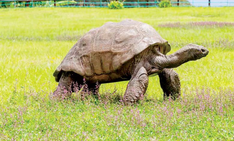 "Le Plus Long Voyage" : Une tortue met 31 ans à revenir à son point de départ