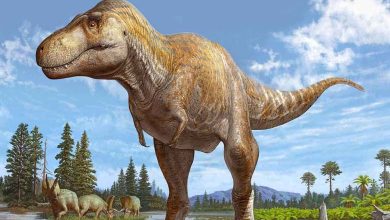 260 empreintes de dinosaures "identiques" trouvées dans ces deux pays