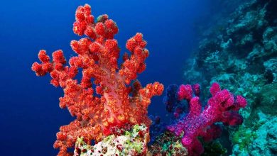 Des récifs coralliens vieux de 600 ans révèlent des secrets sur le climat