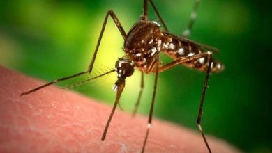 Première mort causée par une maladie rare due à une "piqûre de moustique" aux États-Unis