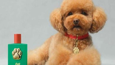 Un Parfum de Luxe pour Chiens de "Dolce & Gabbana" Suscite la Controverse