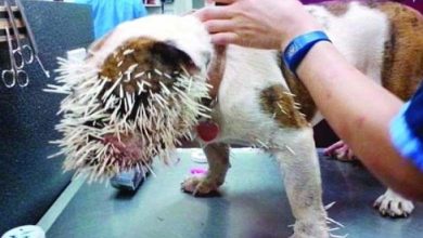 Un chien devient aveugle à cause d’un hérisson (photo)