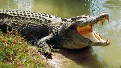 Un crocodile sème la panique parmi les habitants d'une province égyptienne