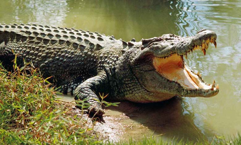 Un crocodile sème la panique parmi les habitants d'une province égyptienne