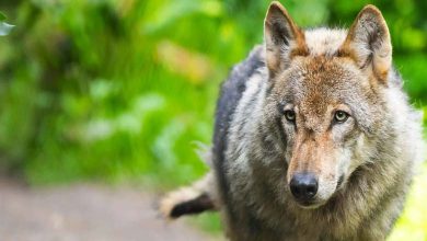 Un loup mystérieux sème la terreur aux Pays-Bas