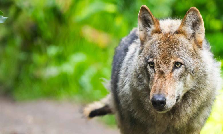 Un loup mystérieux sème la terreur aux Pays-Bas