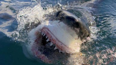 Des requins géants dévorent leurs congénères