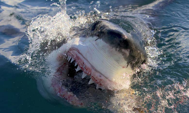 Des requins géants dévorent leurs congénères