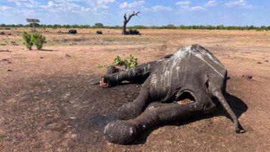 En raison de la sécheresse, décision d'abattre 200 éléphants au Zimbabwe