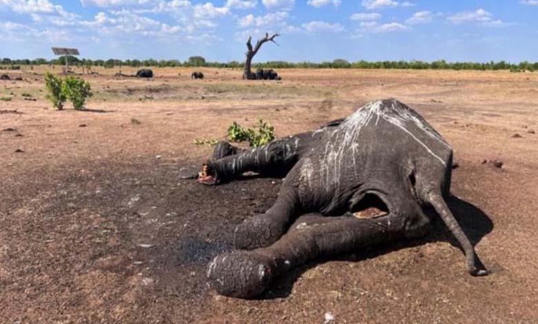 En raison de la sécheresse, décision d'abattre 200 éléphants au Zimbabwe