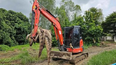 La Thaïlande exécute 125 crocodiles en raison des inondations