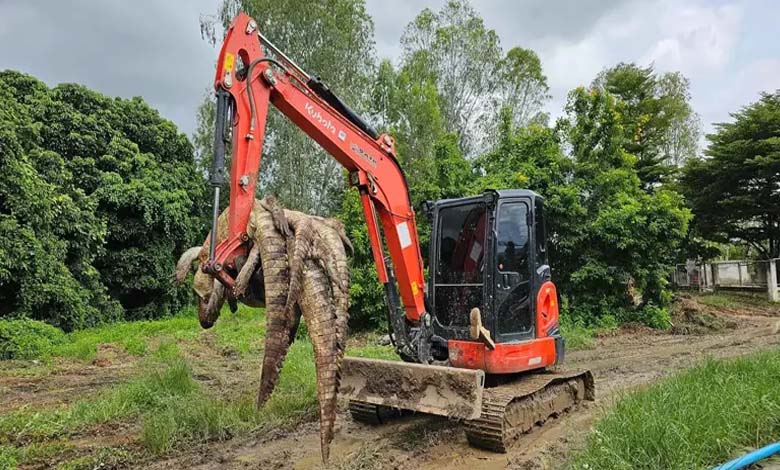 La Thaïlande exécute 125 crocodiles en raison des inondations