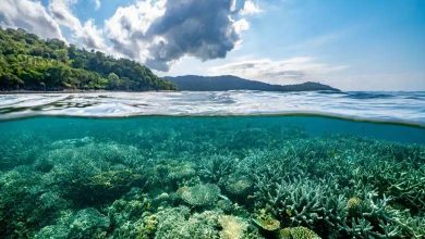 La crise de "l'acidification des océans" menace l'habitabilité de la Terre