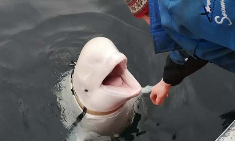 Le cachalot blanc : « Espion russe » ou thérapeute de loisirs ?