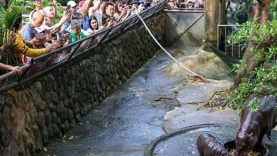 Suivie par des millions... Une hippopotame femelle cause une crise en Thaïlande 