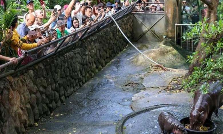 Suivie par des millions... Une hippopotame femelle cause une crise en Thaïlande 