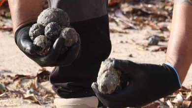 Australie : Fermeture de deux plages en raison de mystérieuses boules noires