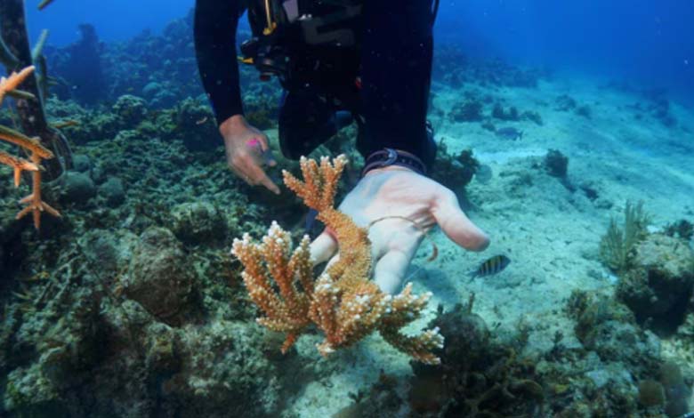 Avertissement américain : un nouveau record de blanchissement du corail dans le monde