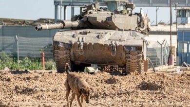 Des cadavres dévorés par des chiens errants : « Tragédie » au nord de Gaza décrite par Jabalia