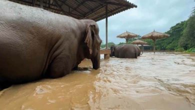 Deux éléphants perdent la vie lors d'inondations soudaines en Thaïlande
