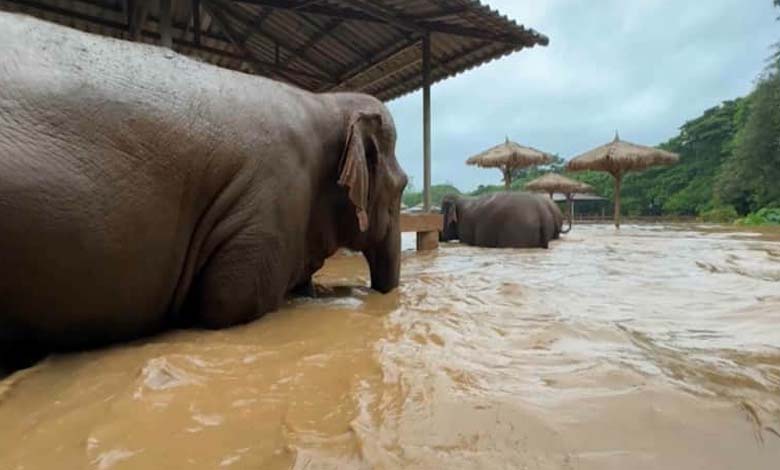 Deux éléphants perdent la vie lors d'inondations soudaines en Thaïlande