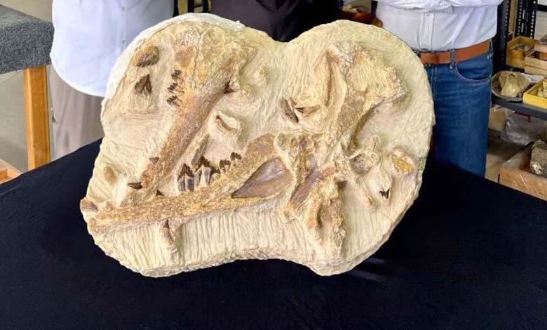 L'Université de Mansoura entre dans le livre Guinness avec la découverte de la fossil "Tutcetus"