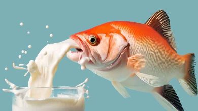 "Lait de poisson" : Révolution alimentaire ou expérience risquée ?