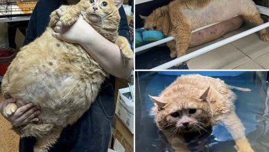 Il pèse 18 kilogrammes : Décès de ‘Crumbs’, le chat le plus gros du monde 