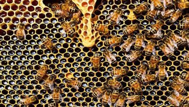 Les abeilles et les chiens "défient" la technologie dans la détection des "odeurs du cancer"