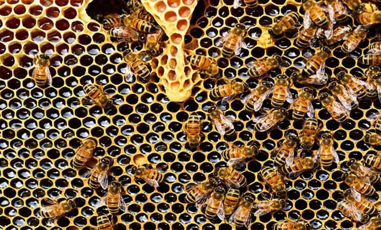 Les abeilles et les chiens "défient" la technologie dans la détection des "odeurs du cancer"