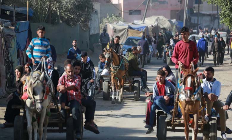 « Plus précieux que l’or » : Les ânes, une bouée de sauvetage pour les habitants de Gaza