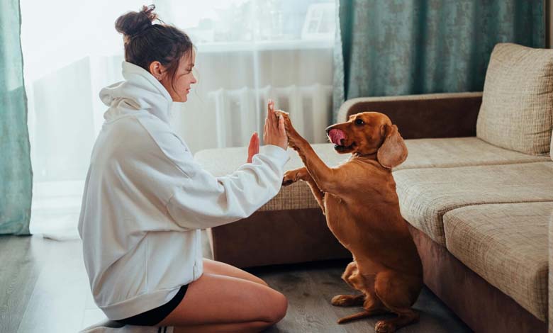 Pourquoi les chiens lèchent-ils les humains ? Une perspective au-delà de l'affection