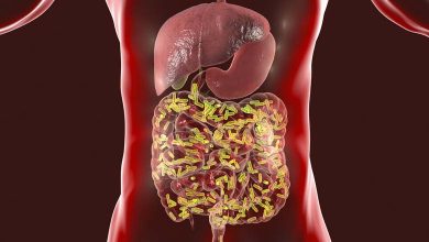 4 types de bactéries intestinales associées à une longévité exceptionnelle jusqu'à 100 ans