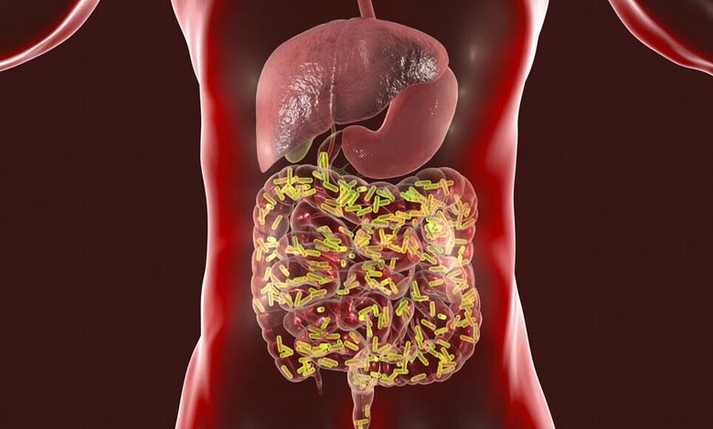 4 types de bactéries intestinales associées à une longévité exceptionnelle jusqu'à 100 ans