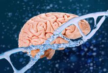 Comment le cerveau se régénère-t-il pendant la nuit ?