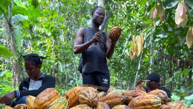 Le changement climatique menace la récolte de kakis à Taïwan