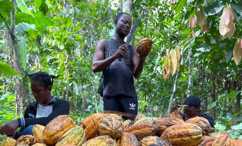 Le changement climatique menace la récolte de kakis à Taïwan