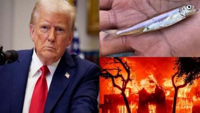 Les incendies de Los Angeles : Trump utilise un poisson en voie d’extinction comme "bouc émissaire"