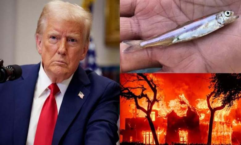 Les incendies de Los Angeles : Trump utilise un poisson en voie d’extinction comme "bouc émissaire"