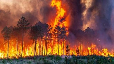 Les incendies géants : une énigme préoccupante pour les scientifiques