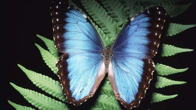 "Manipuler la lumière" : une technologie inspirée des ailes de papillon pour diagnostiquer le cancer