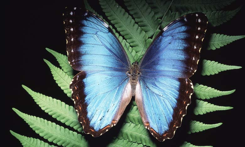 "Manipuler la lumière" : une technologie inspirée des ailes de papillon pour diagnostiquer le cancer