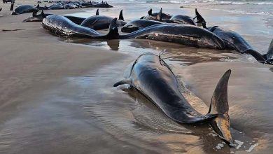 Australie : Échouage de plus de 150 orques pygmées