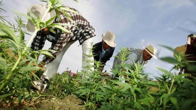 La Suisse légalise la culture, l'achat et la consommation du cannabis