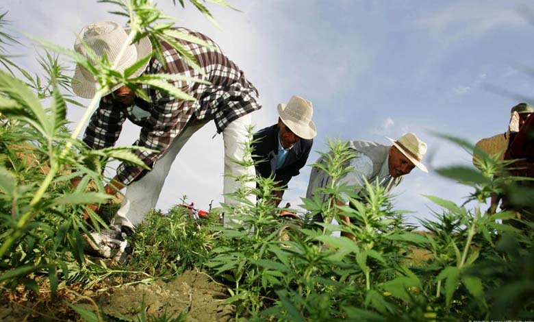 La Suisse légalise la culture, l'achat et la consommation du cannabis