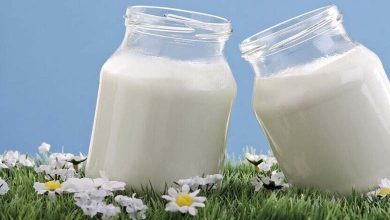 Le rejet du lactose… Comment le lait devient-il un ennemi ?