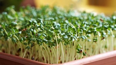 Les pousses de brocoli peuvent-elles prévenir le développement du diabète ?