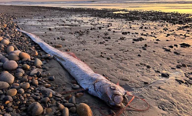 Un poisson-ruban sur les plages des Canaries : annonce-t-il une catastrophe naturelle ?