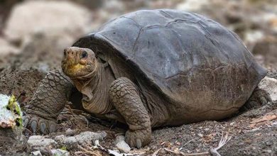 Une tortue géante en provenance de la Grèce découverte en Égypte, âgée d’un siècle !