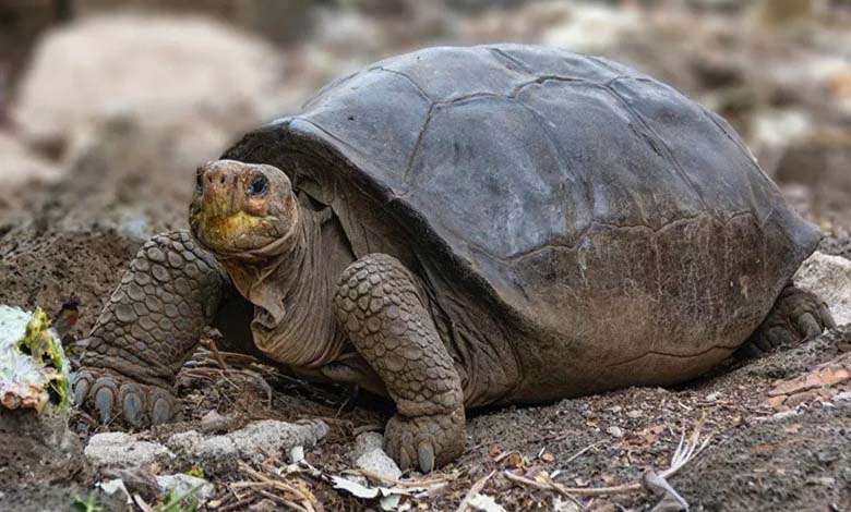 Une tortue géante en provenance de la Grèce découverte en Égypte, âgée d’un siècle !